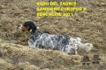 Setter Anglais SODO DEL ZAGNIS Setter Anglais SODO DEL ZAGNIS